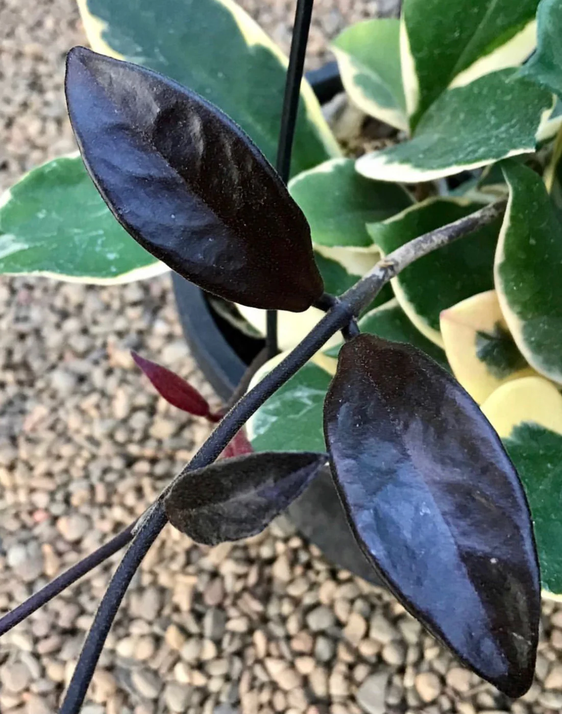 Hoya carnosa variegata 'Purple Pride' H216 - Image 14