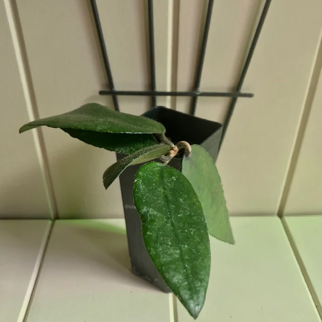 Hoya caudata v crassifolia H200 - Image 14
