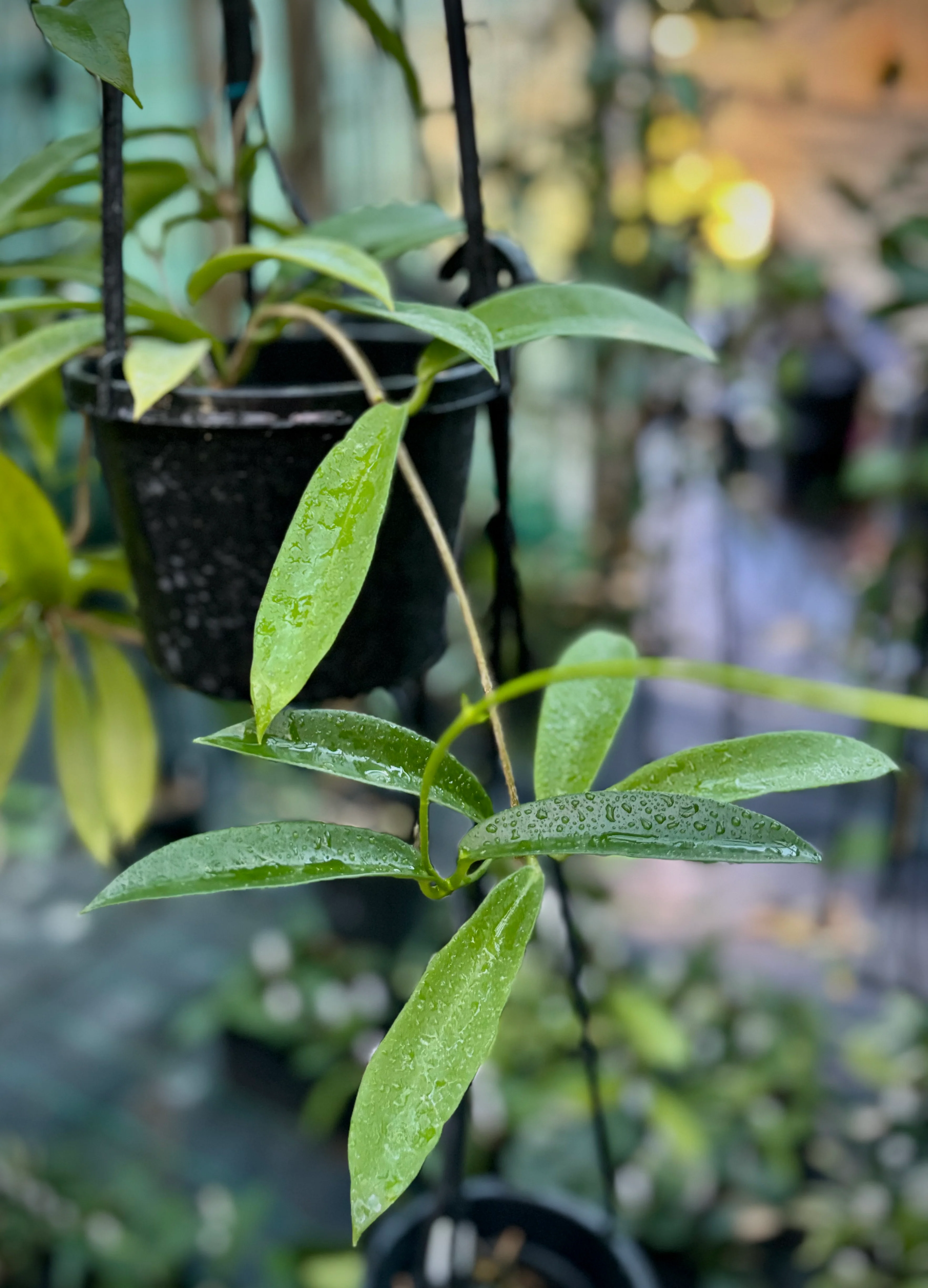 Hoya celata H210 - Image 2