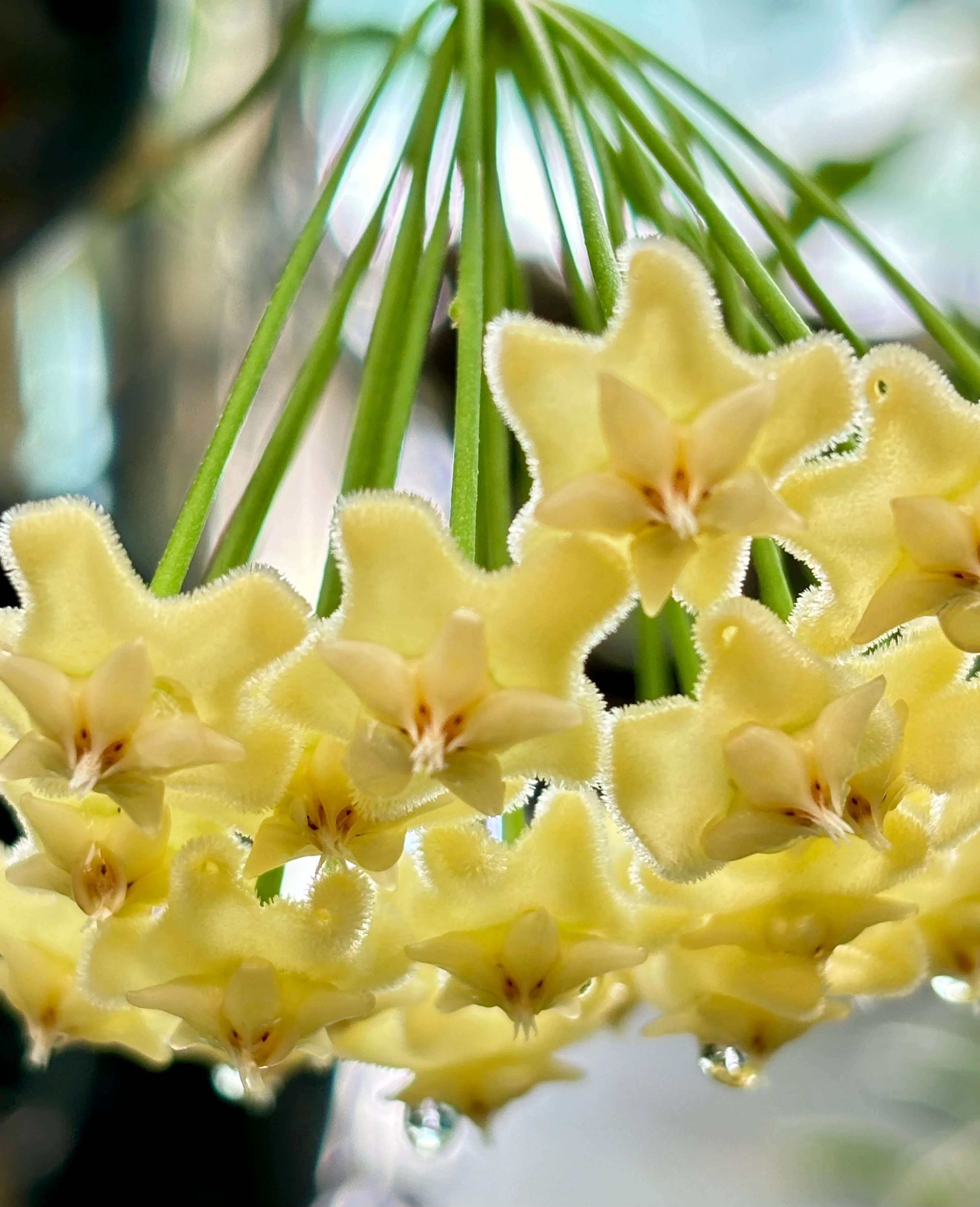 Hoya celata H210 - Image 3