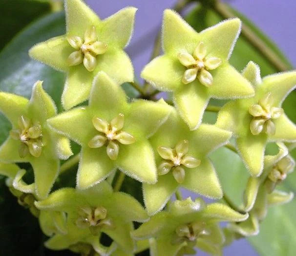 Hoya chlorantha IML 1352 H149 - Image 3