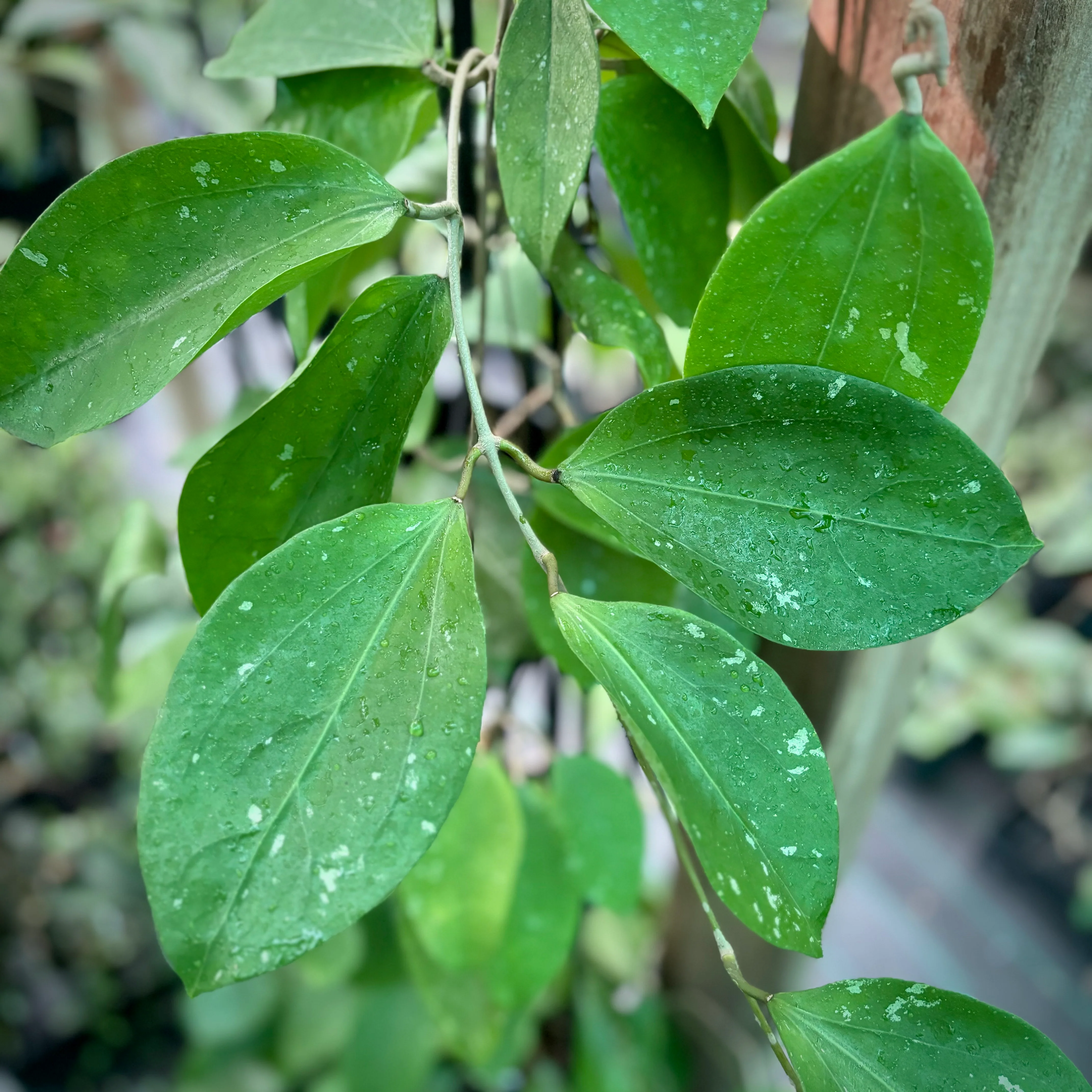 Hoya citrina Malaysia IML 0734 H270