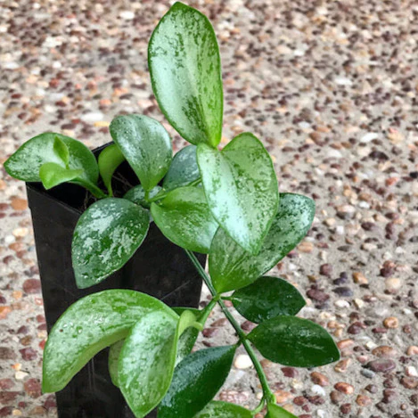 Hoya collina IML 1187 H226 - Image 3