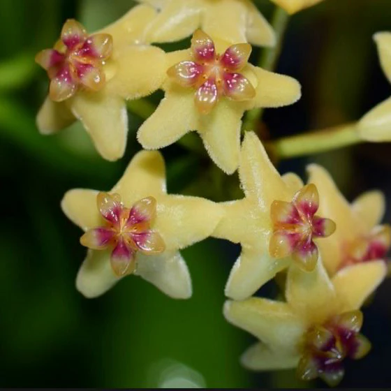 Hoya collina IML 1187 H226 - Image 4