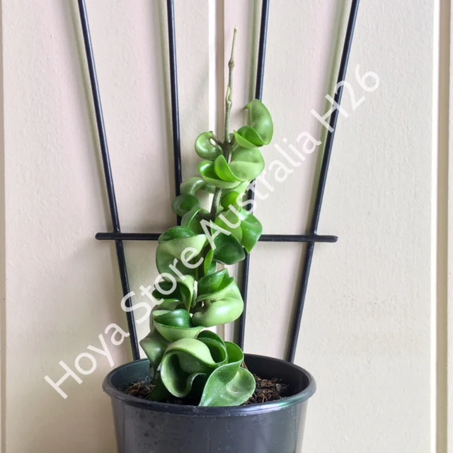Hoya compacta Indian Rope H26 - Image 8