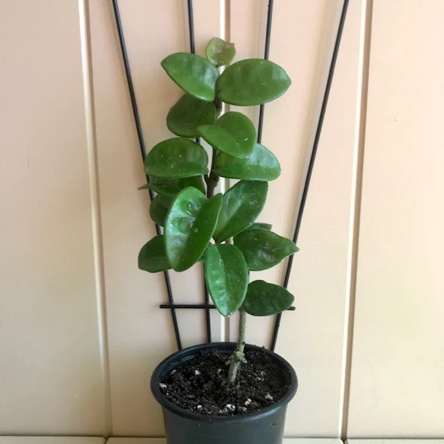 Hoya compacta Krinkle 8 IML 0186 H52 - Image 10