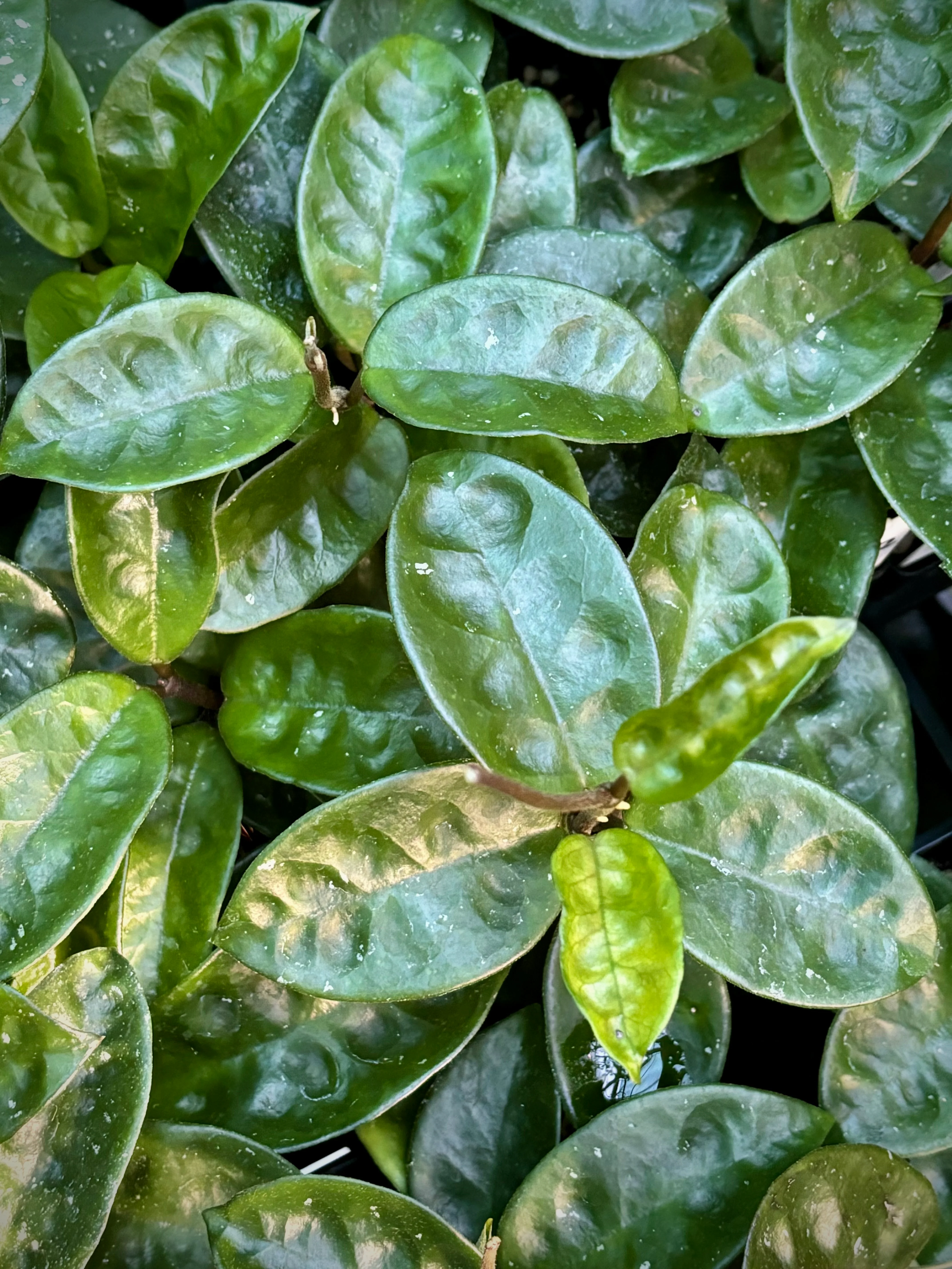 Hoya compacta Krinkle 8 IML 0186 H52 - Image 2