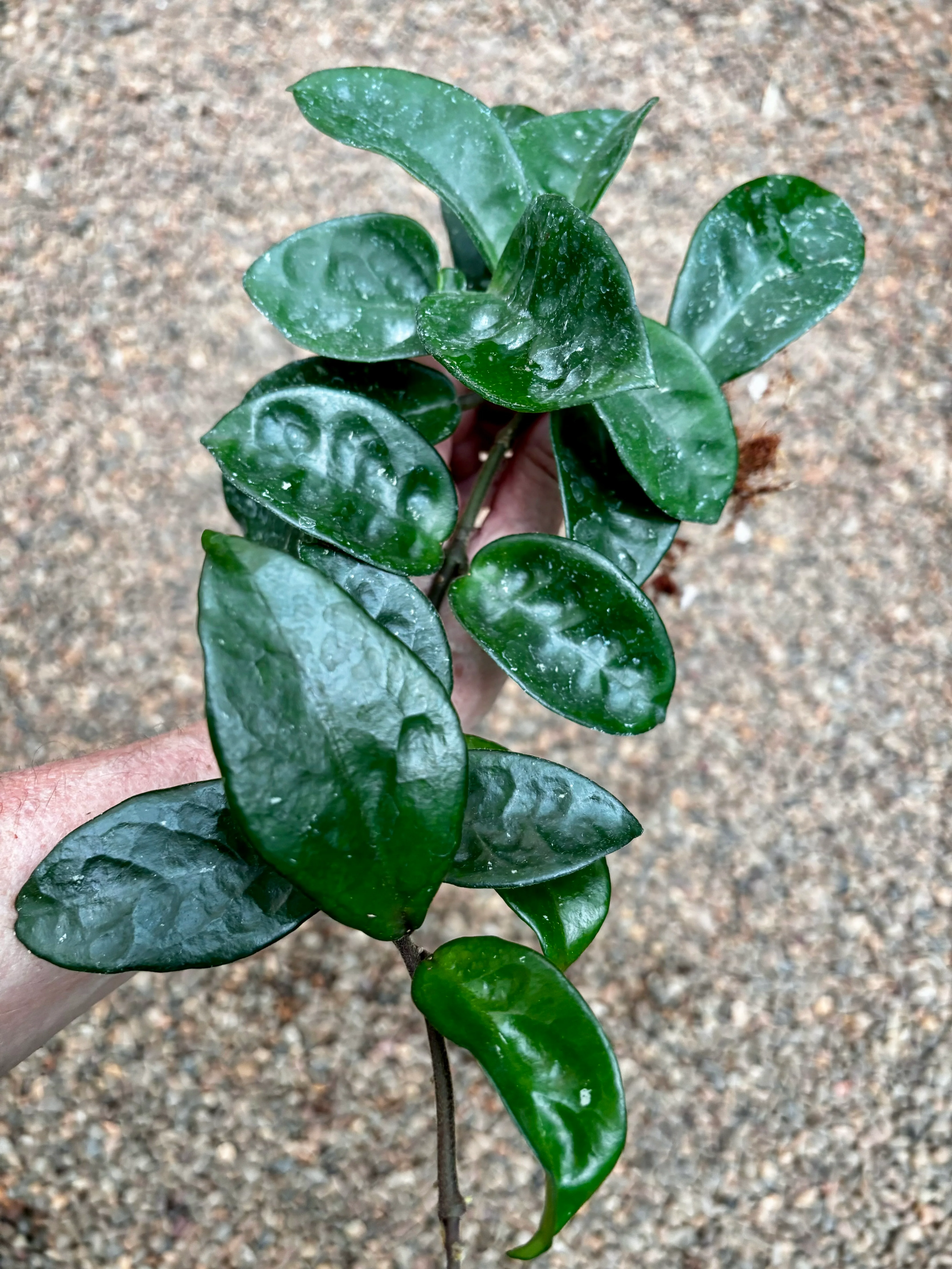 Hoya compacta Krinkle 8 IML 0186 H52 - Image 5