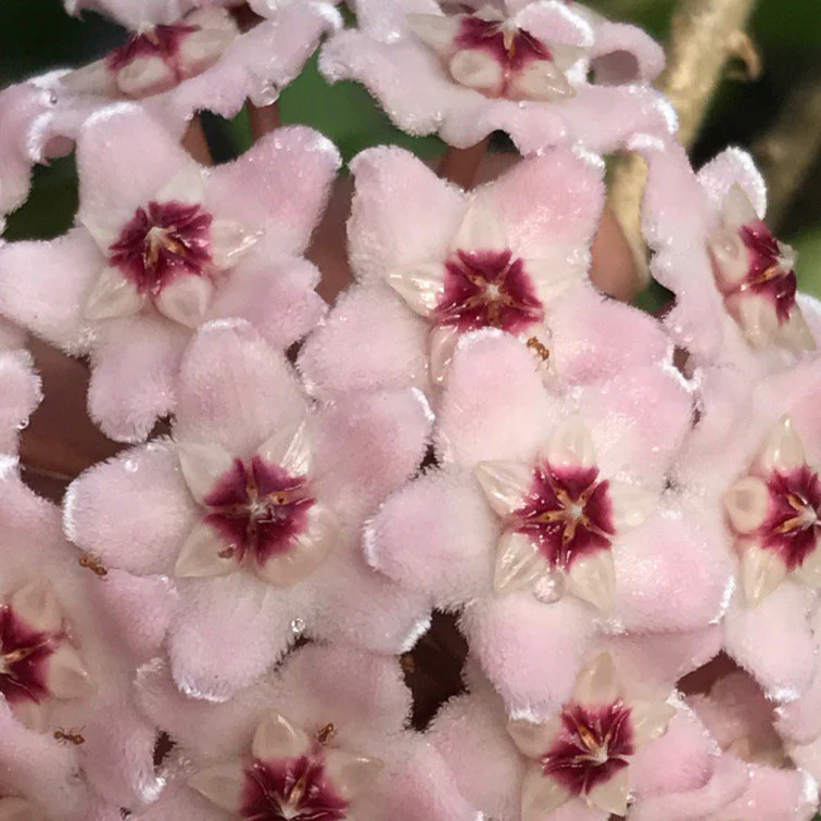 Hoya compacta Krinkle 8 IML 0186 H52 - Image 6