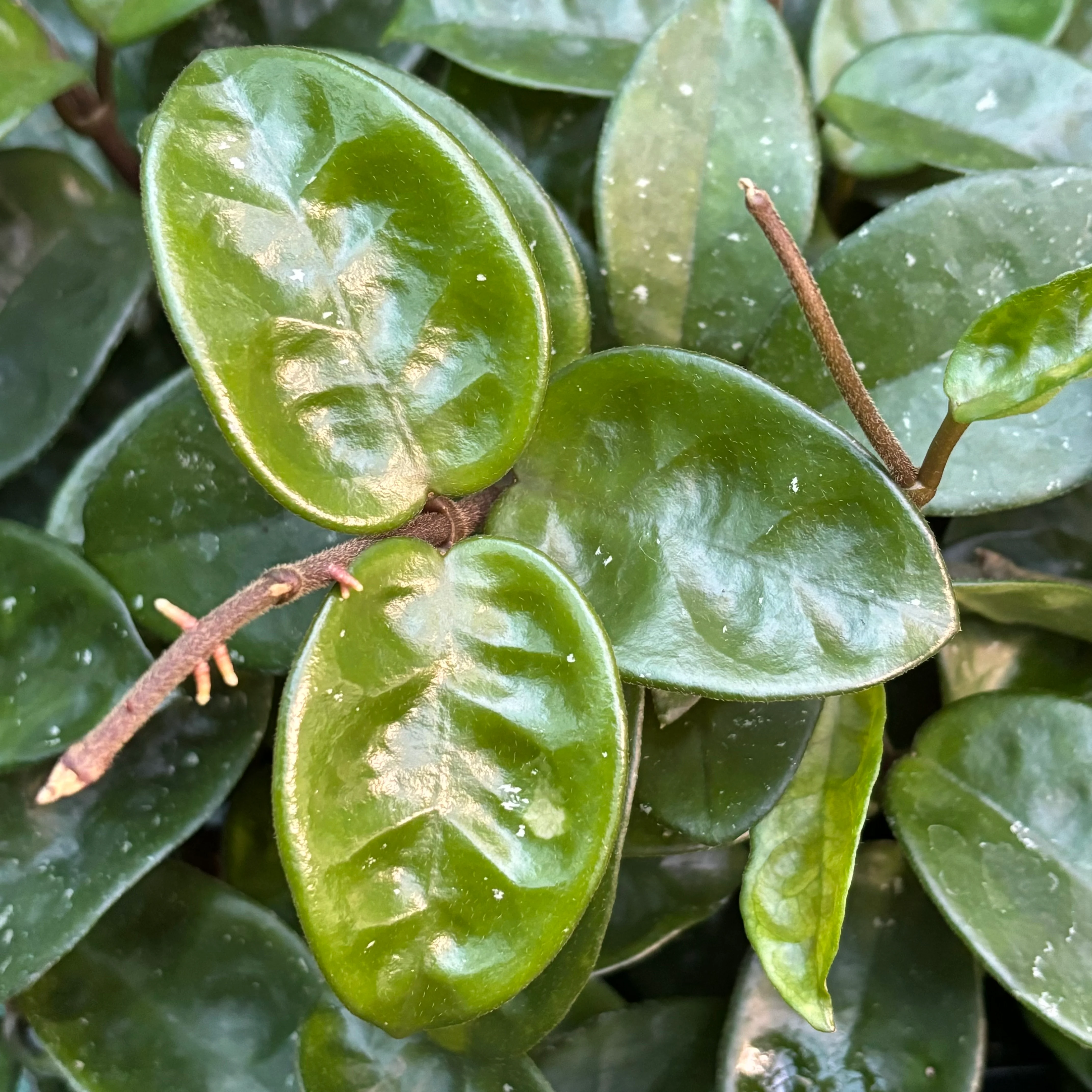 Hoya compacta Krinkle 8 IML 0186 H52 - Image 8