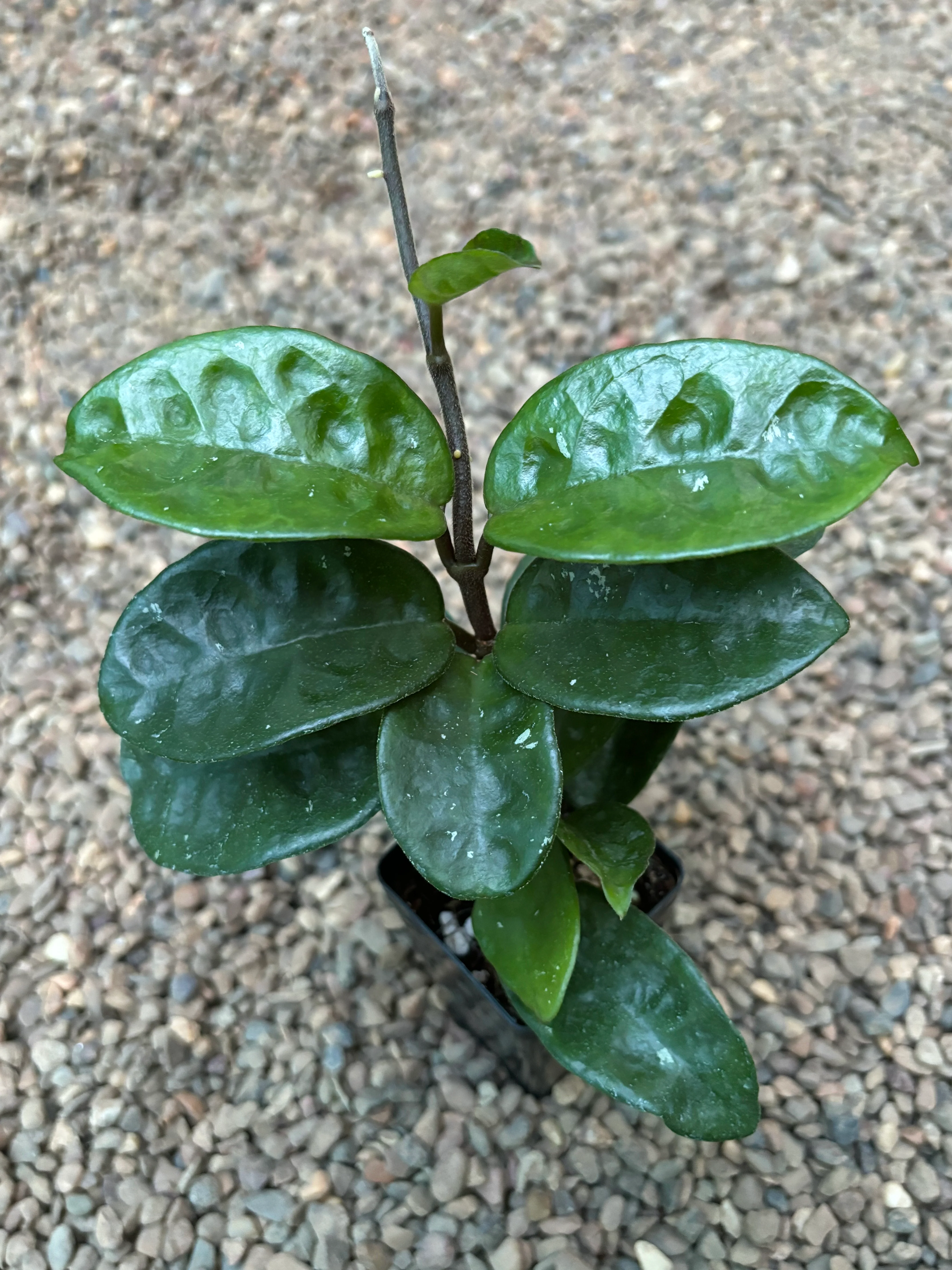 Hoya compacta Krinkle 8 IML 0186 H52 - Image 9