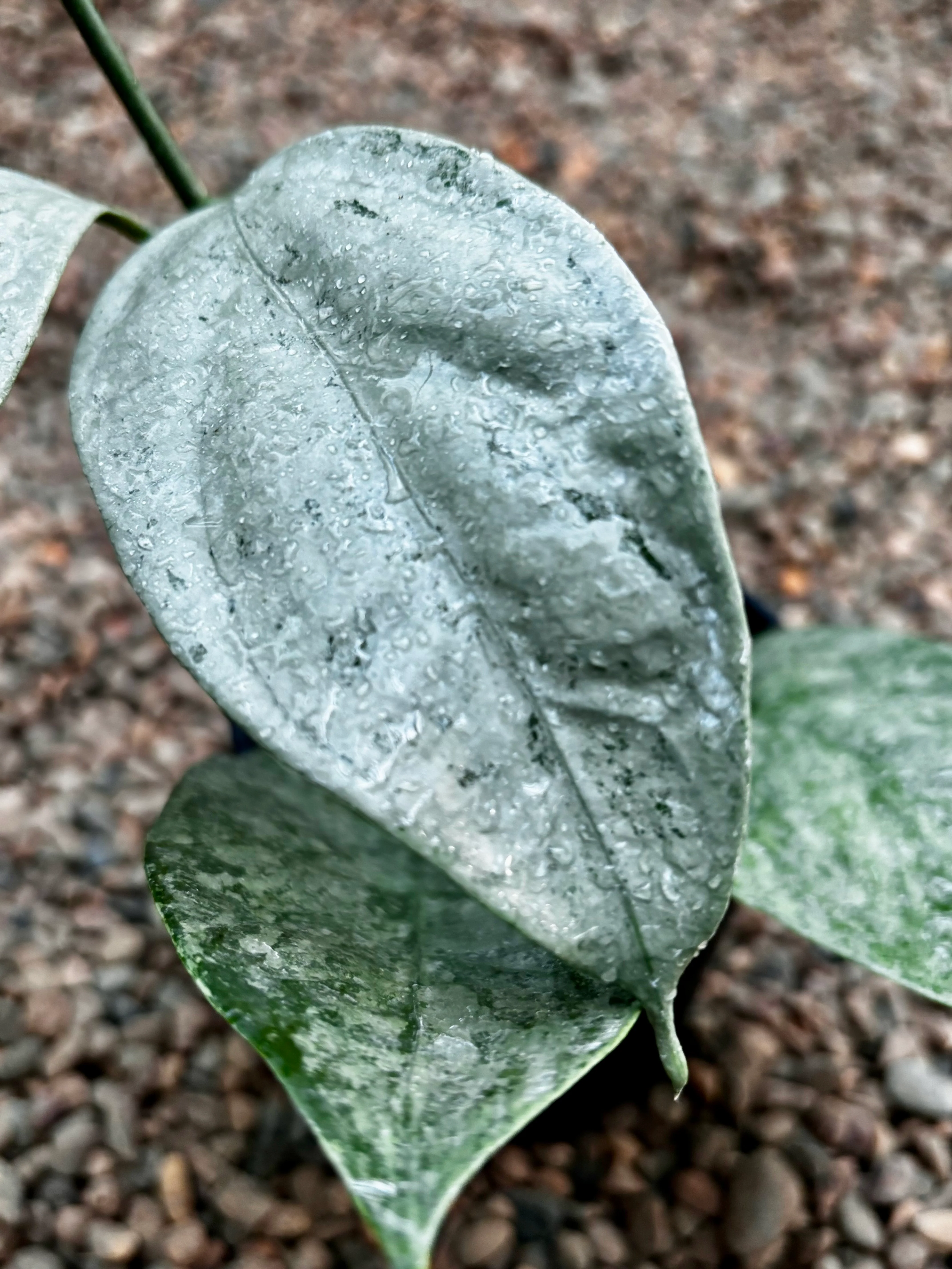 Hoya coriacea (silver) H454 - Image 6