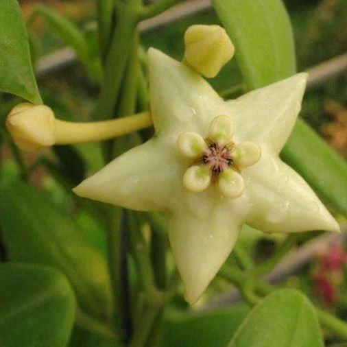 Hoya coronaria H114