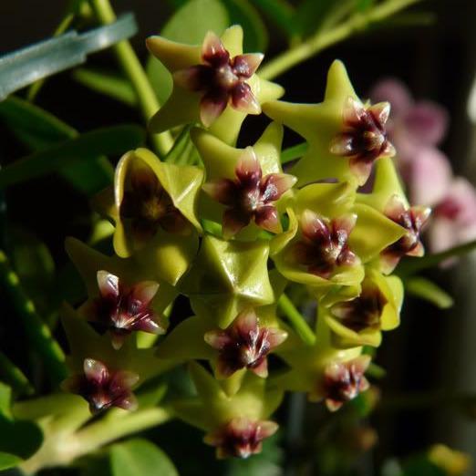 Hoya cumingiana H29 - Image 3