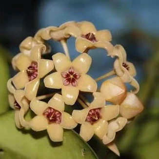 Hoya cutis-porcelana H389 - Image 3