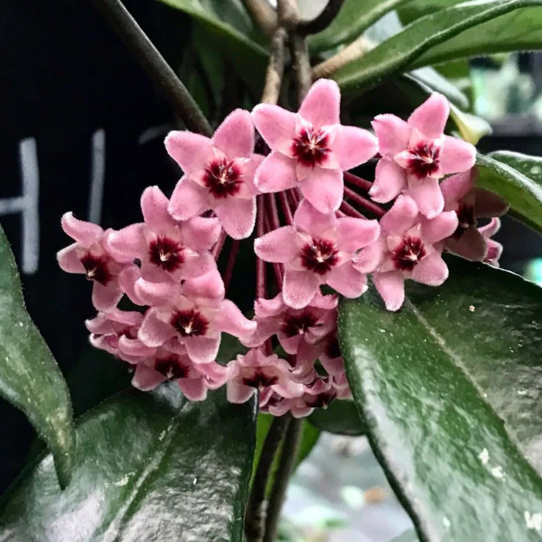 Hoya 'Rubra' IML 0169 H128 - Image 6