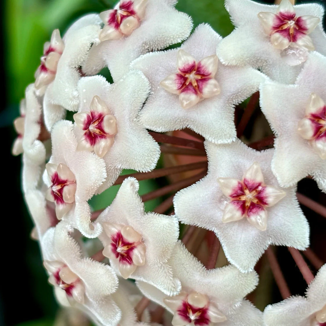 Hoya 'Shepherdell' H207 - Image 5