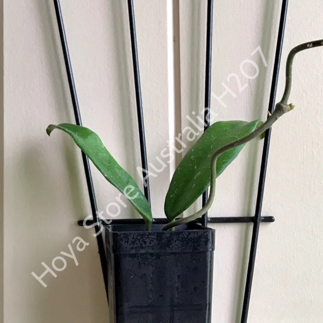 Hoya 'Shepherdell' H207 - Image 8