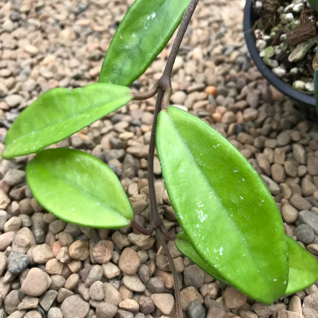 Hoya 'Sherry' IML 1637 H282 - Image 7