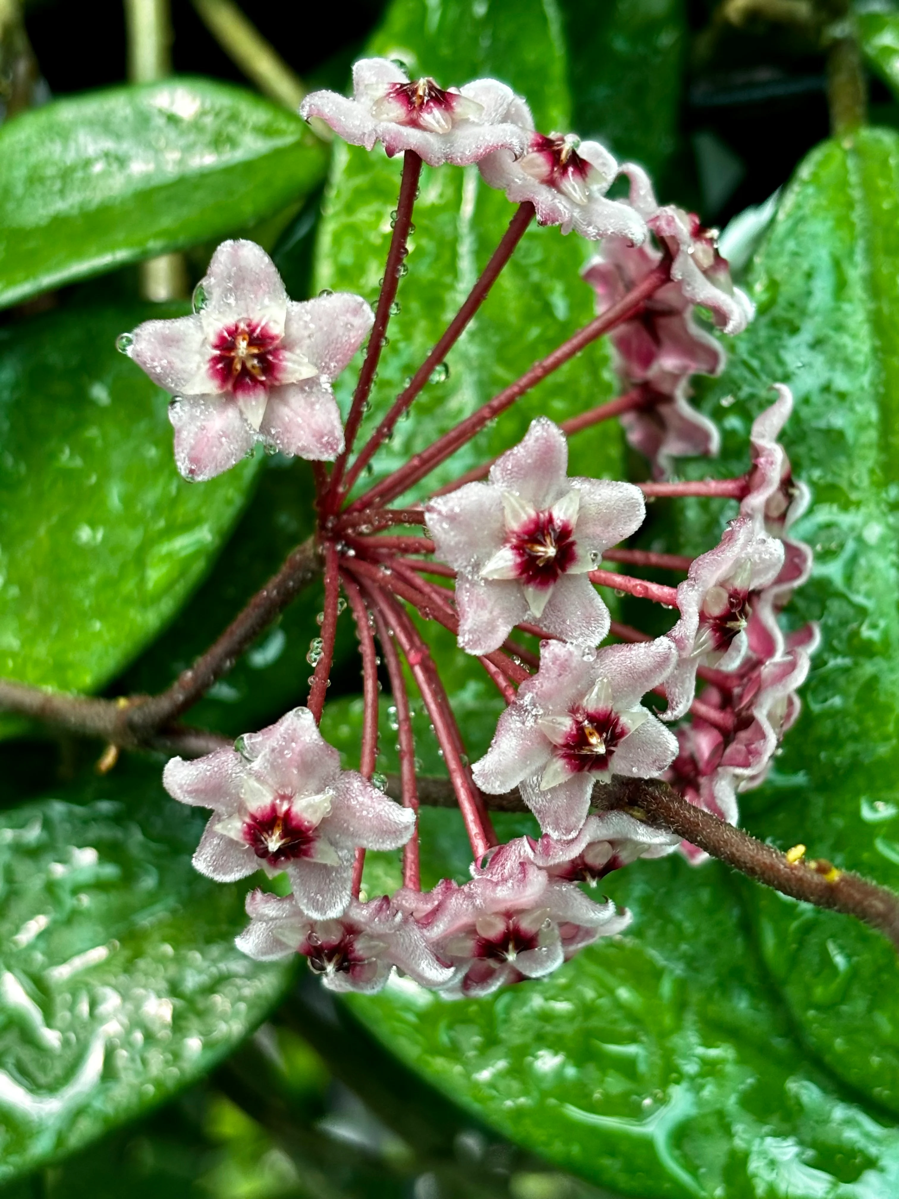Hoya 'Sherry' IML 1637 H282 - Image 9