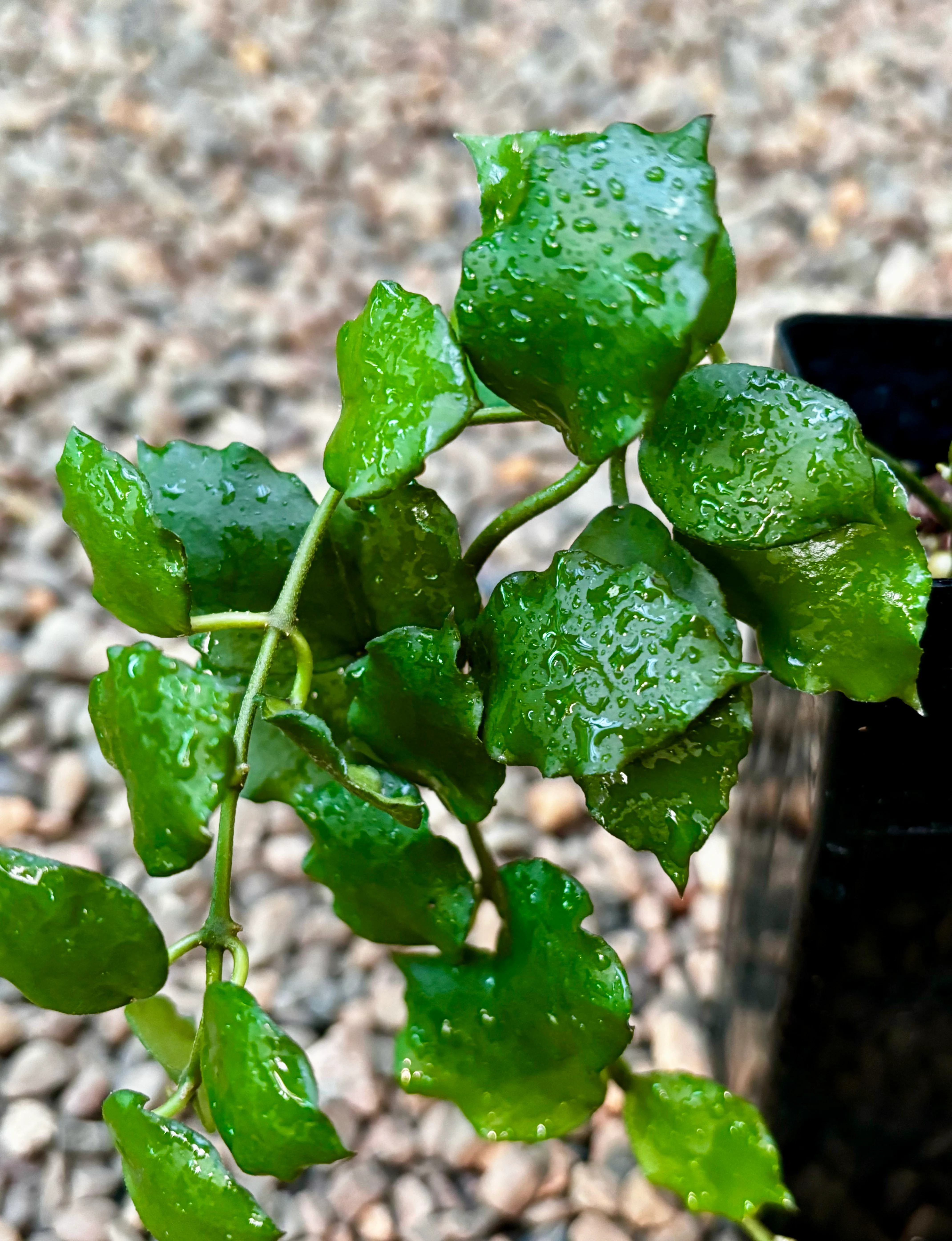 Hoya endauensis IML 1620 H57 - Image 5