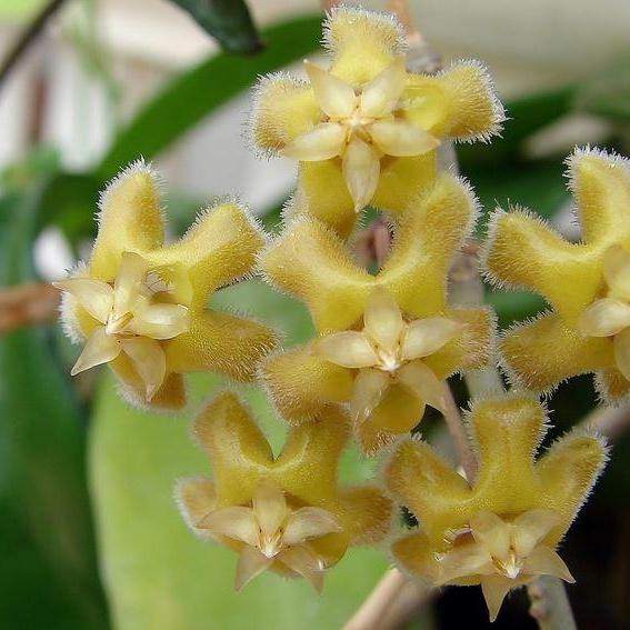 Hoya erythrina H24 - Image 3