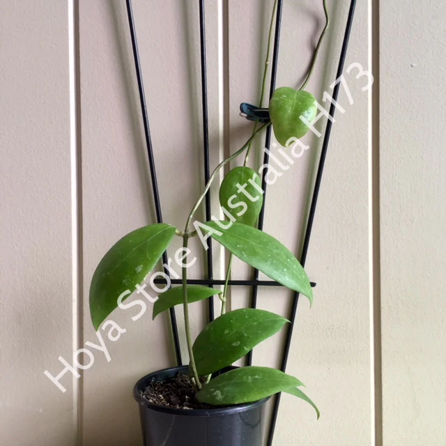 Hoya erythrostemma H173 - Image 9