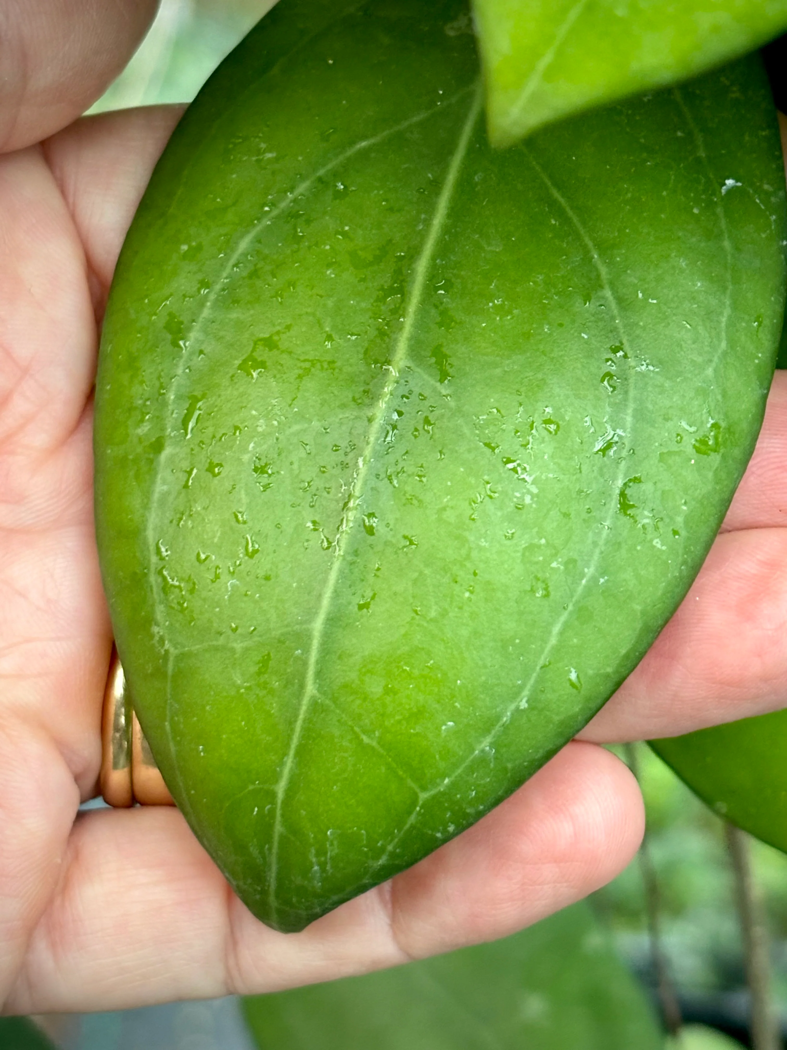 Hoya erythrostemma (white) IML 1428 H230 - Image 4