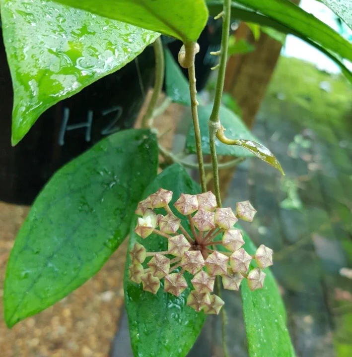 Hoya finlaysonii H265 - Image 10