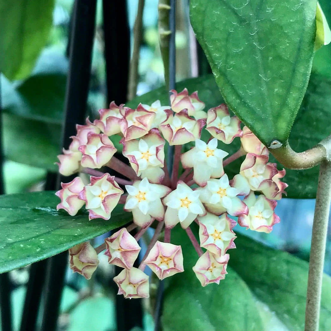 Hoya finlaysonii H265 - Image 5