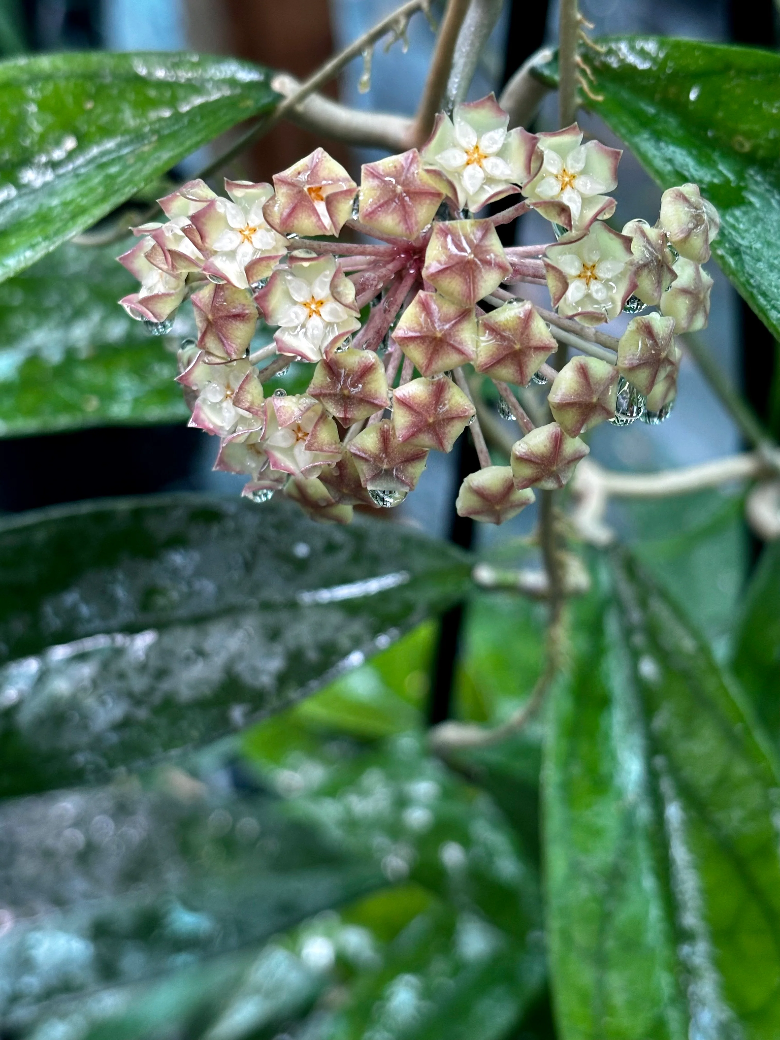 Hoya finlaysonii H265 - Image 8