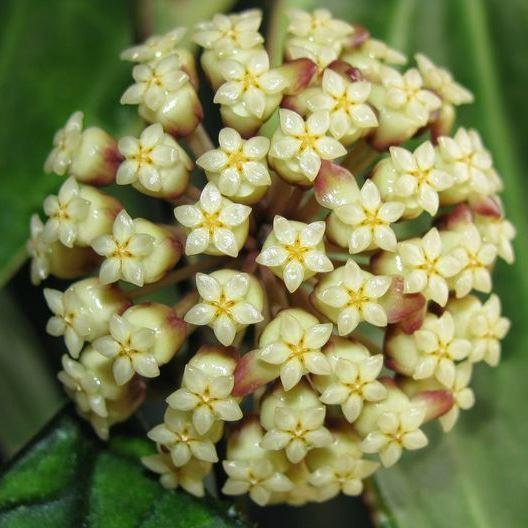 Hoya finlaysonii Malaysia IML 0398 H60 - Image 2