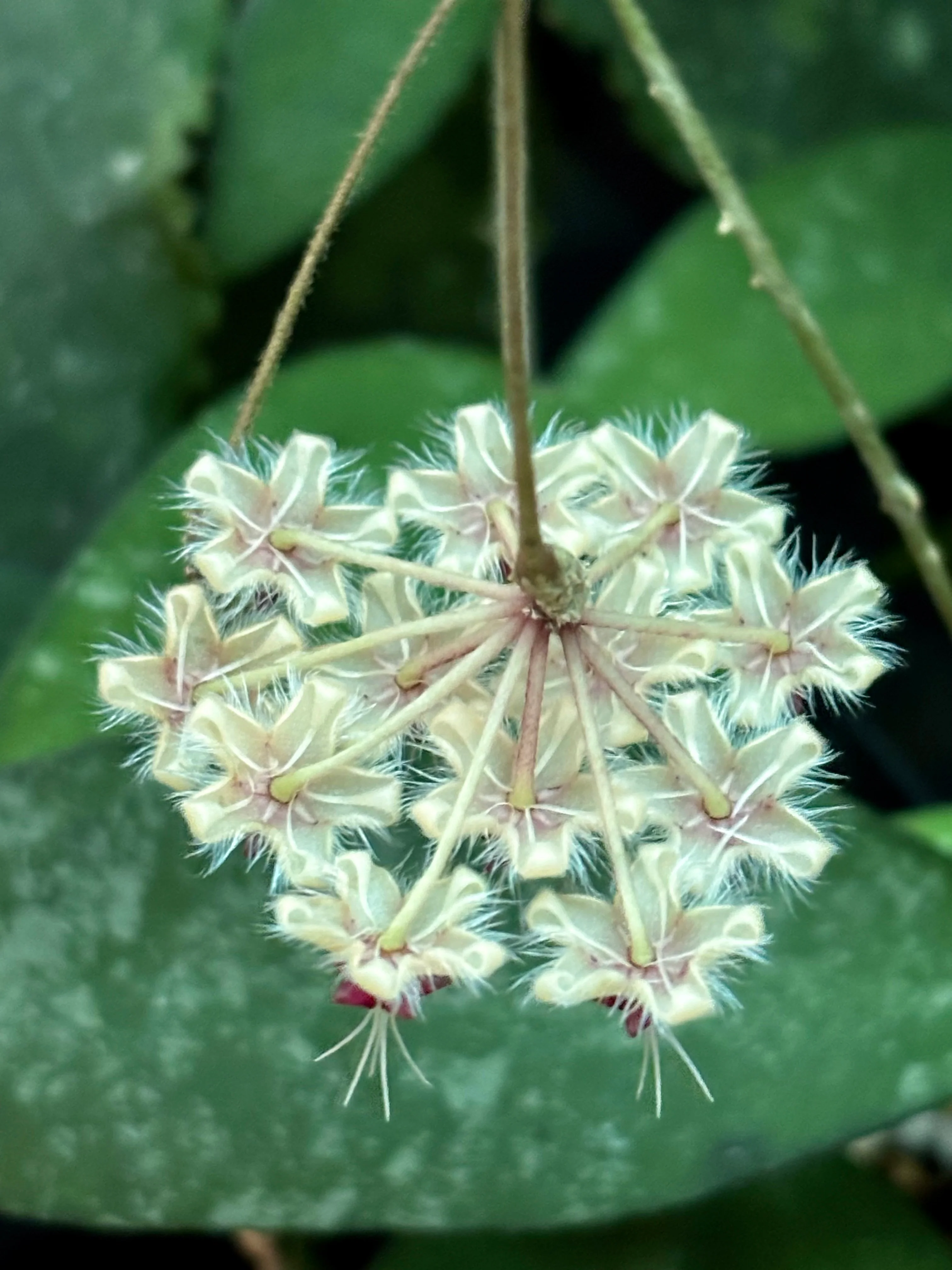 Hoya flagellata (gold) H344 - Image 15