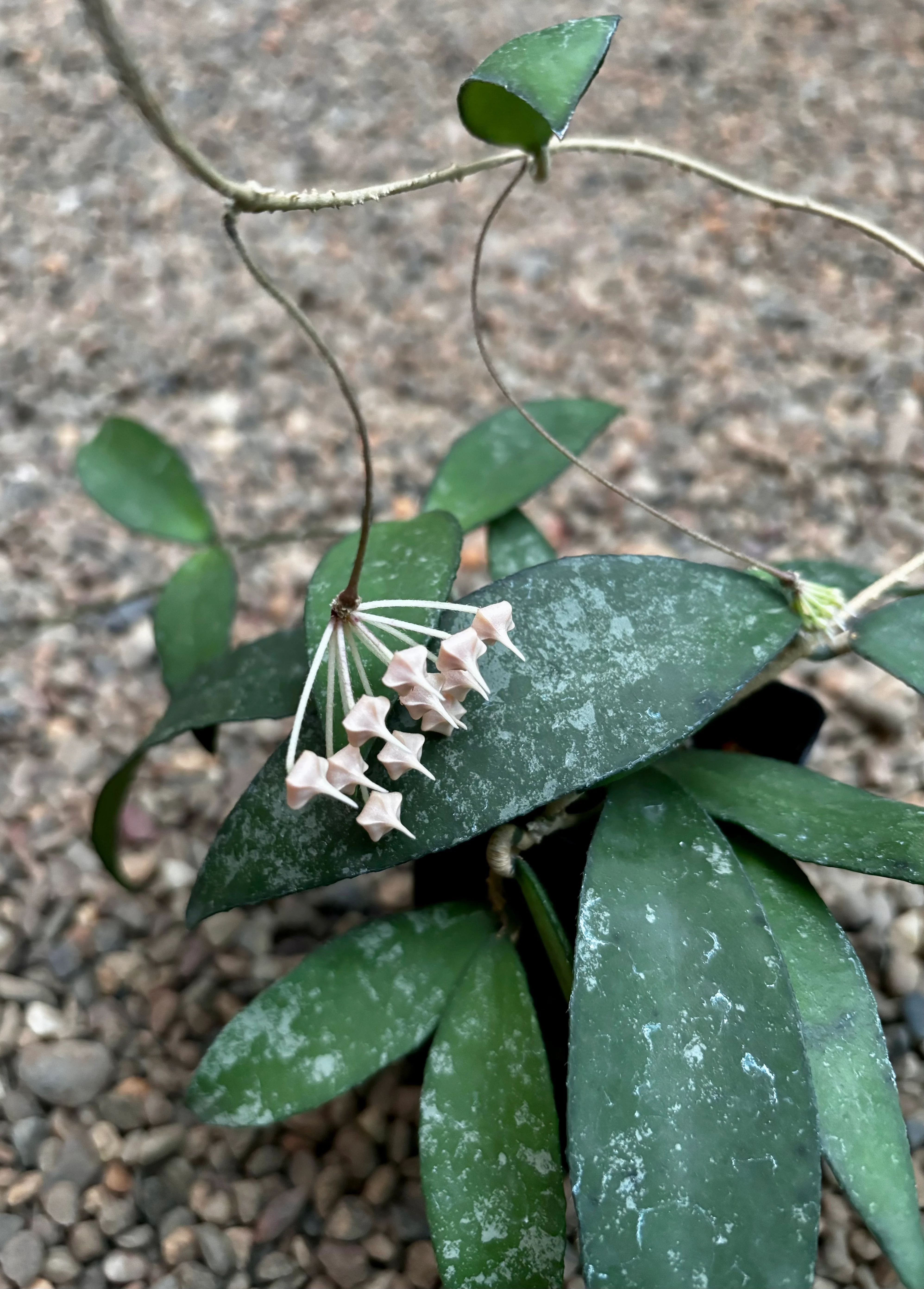 Hoya flagellata (gold) H344 - Image 16