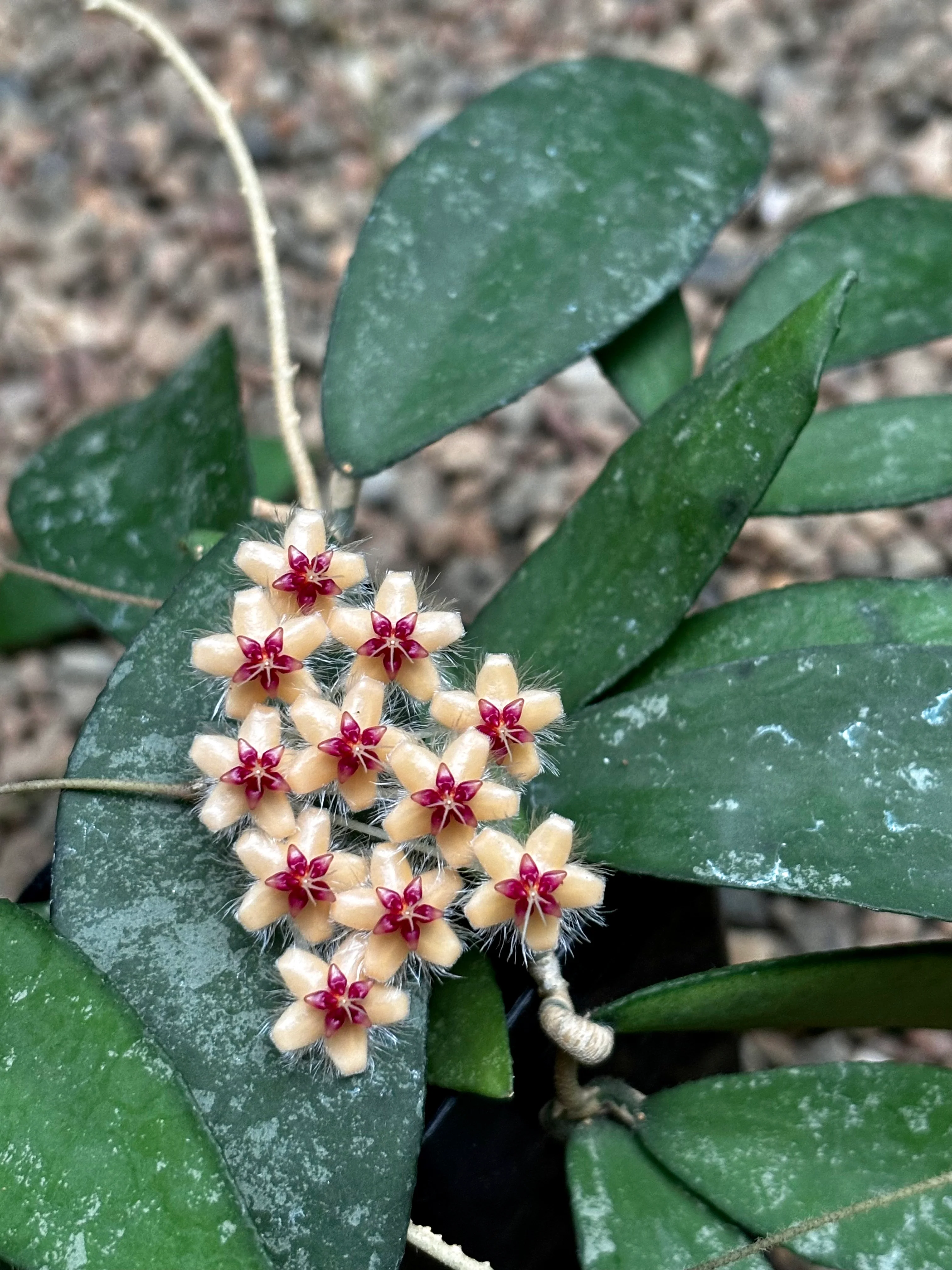 Hoya flagellata (gold) H344 - Image 6