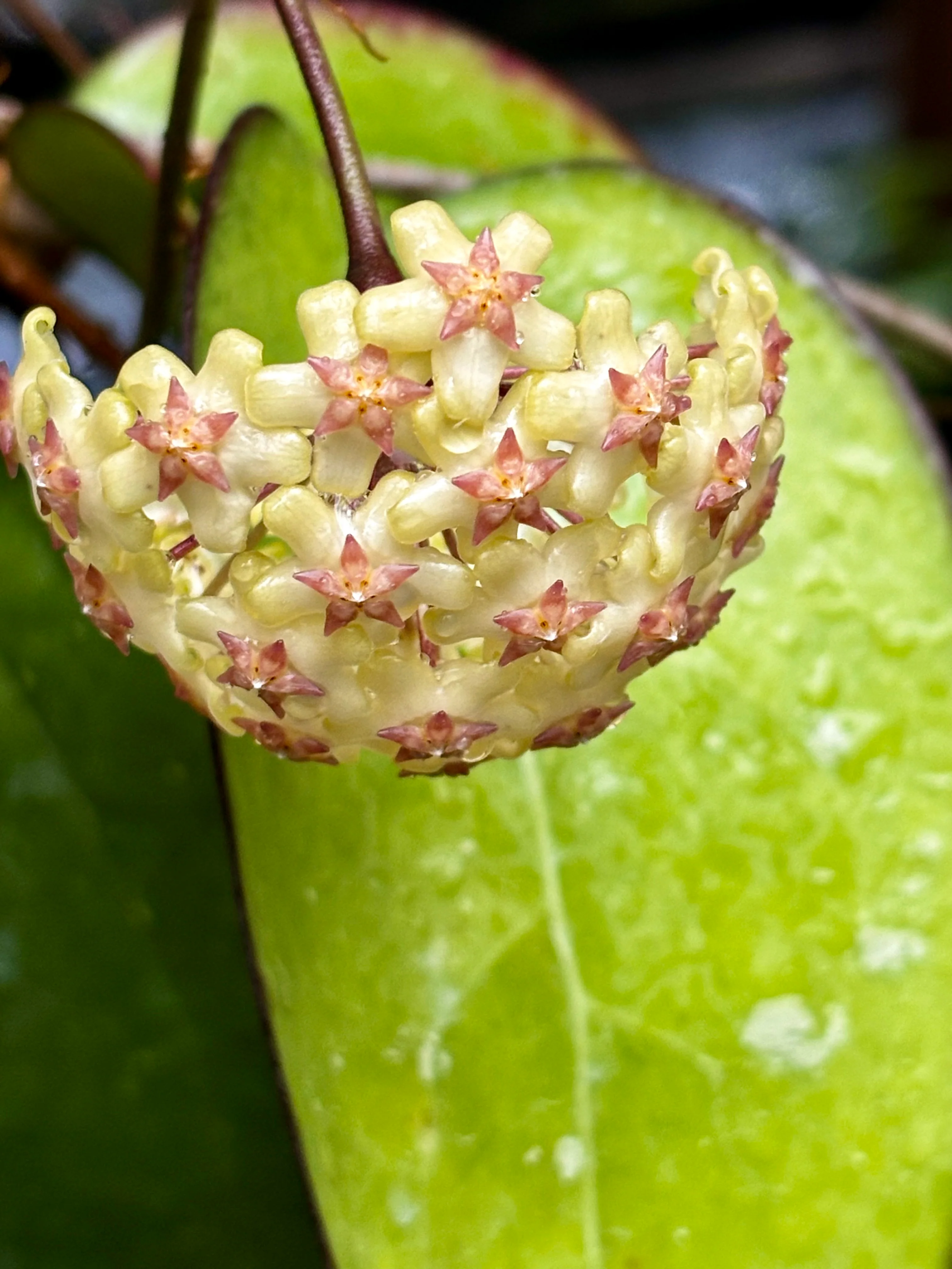 Hoya fuscomarginata H22 - Image 10