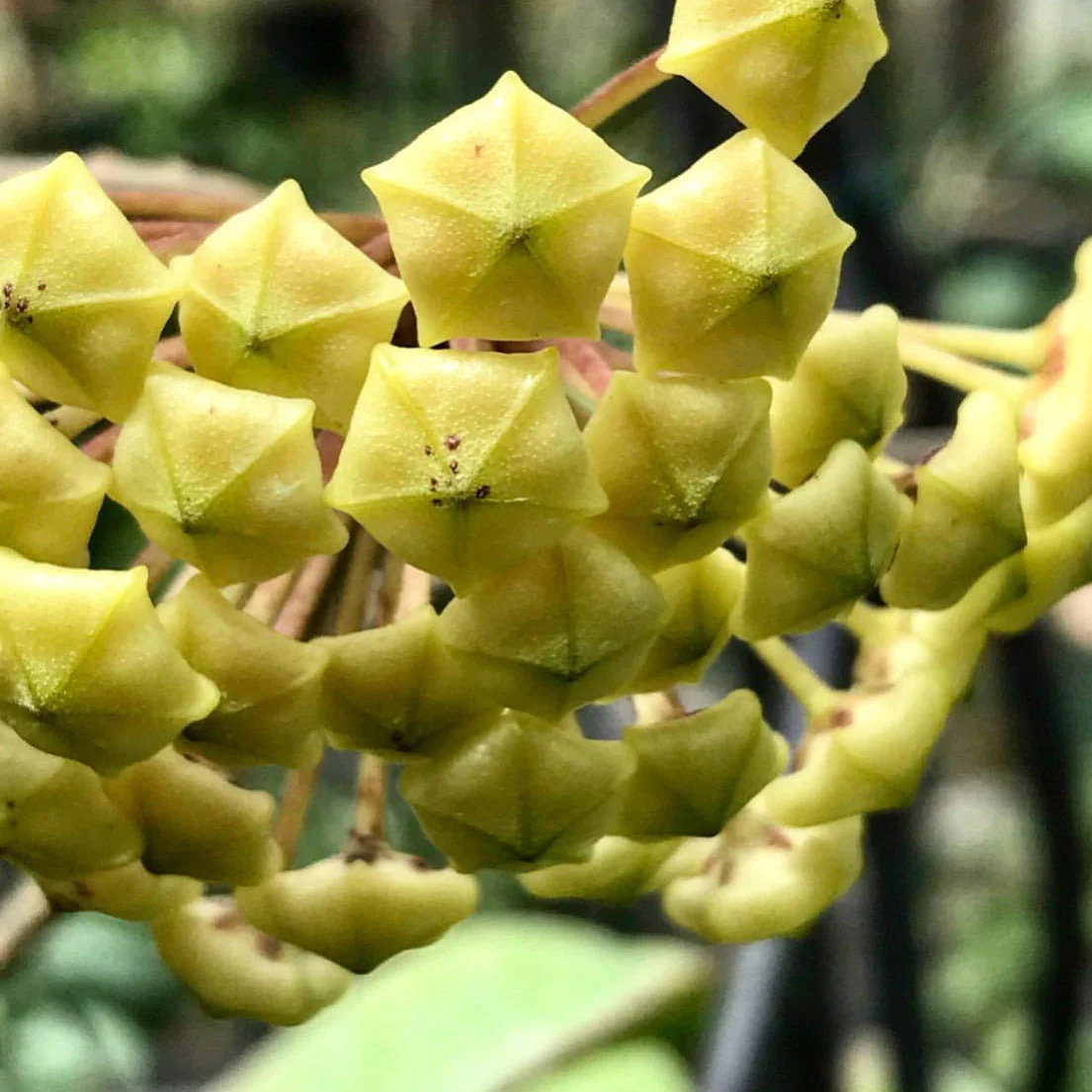 Hoya fuscomarginata H22 - Image 6