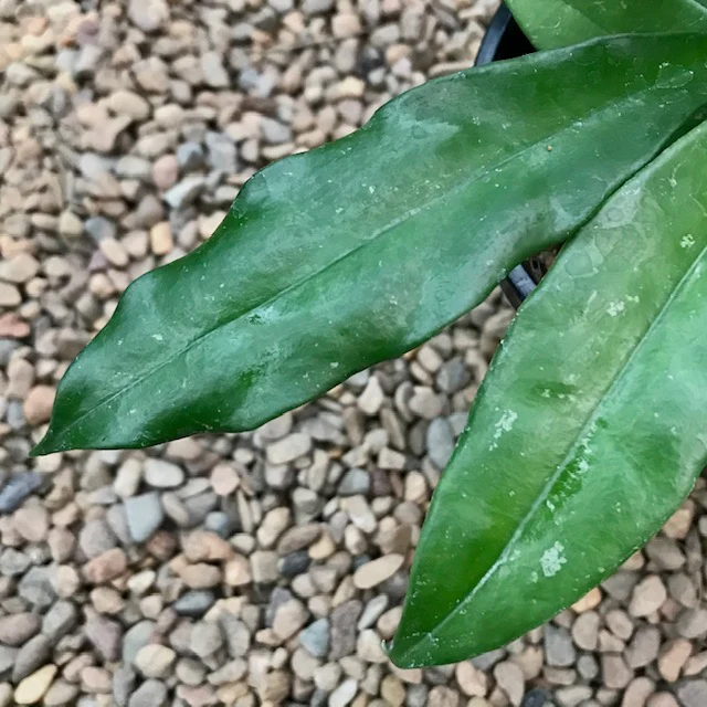 Hoya griffithii IML 1856 H299 - Image 3