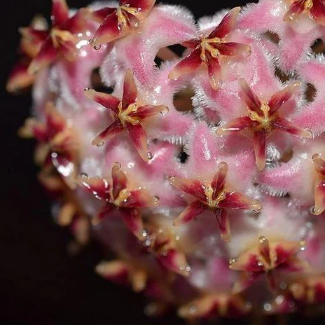 Hoya erythrostemma (pink) IML 1504 H231