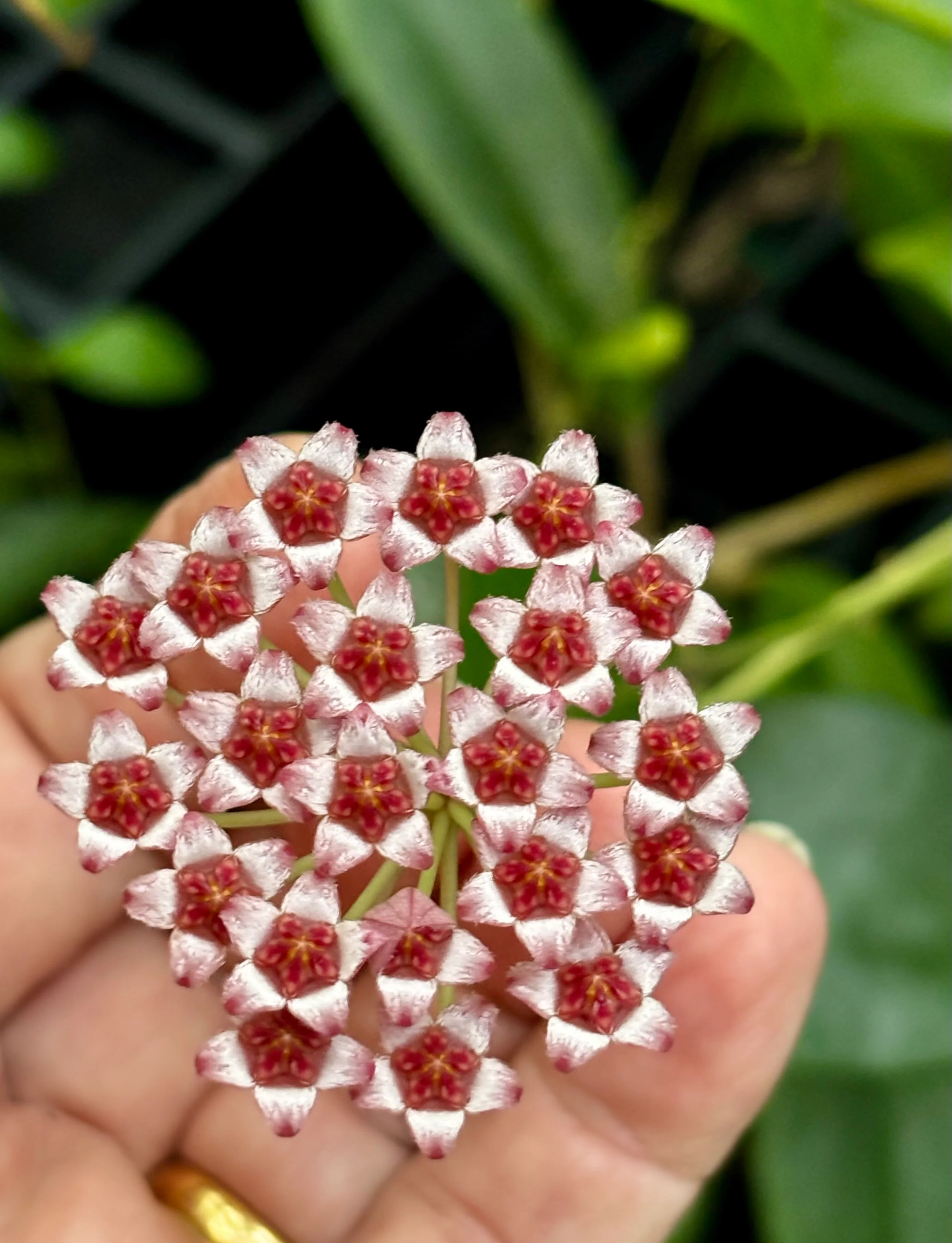 Hoya halophila IML 1116 H103 - Image 8