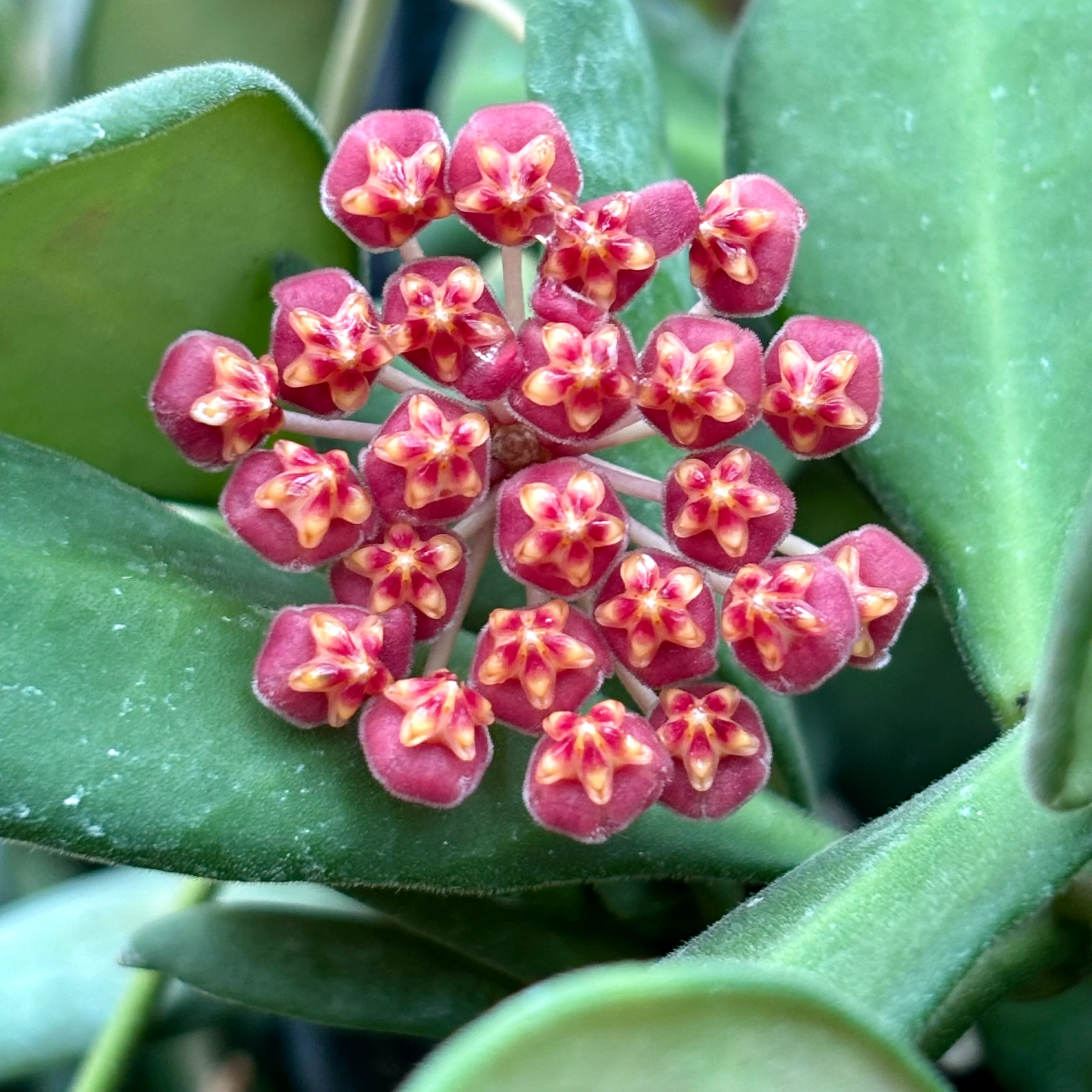 Hoya sp. aff. burtoniae H191 - Image 7