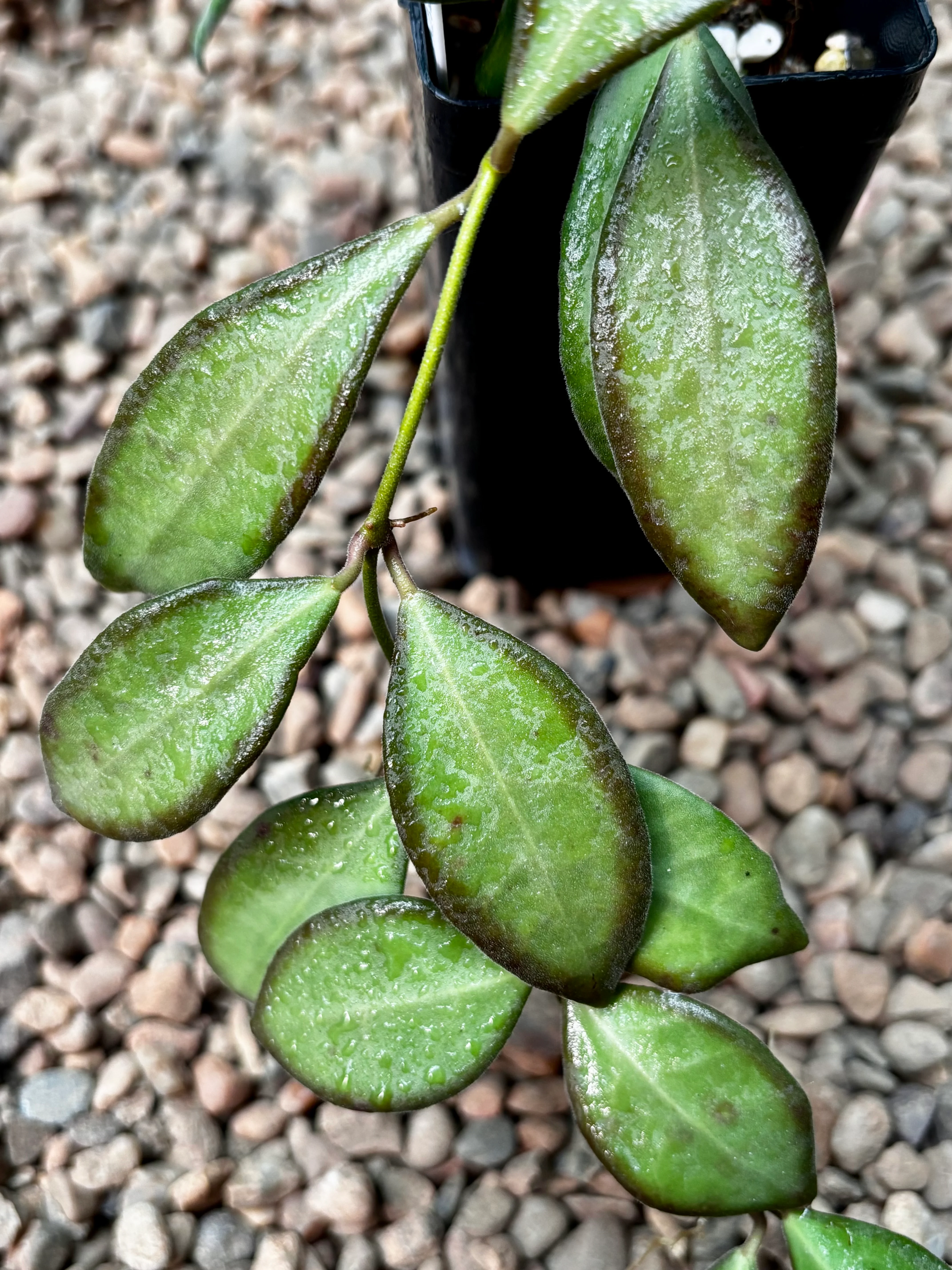 Hoya sp. aff. burtoniae H191 - Image 8