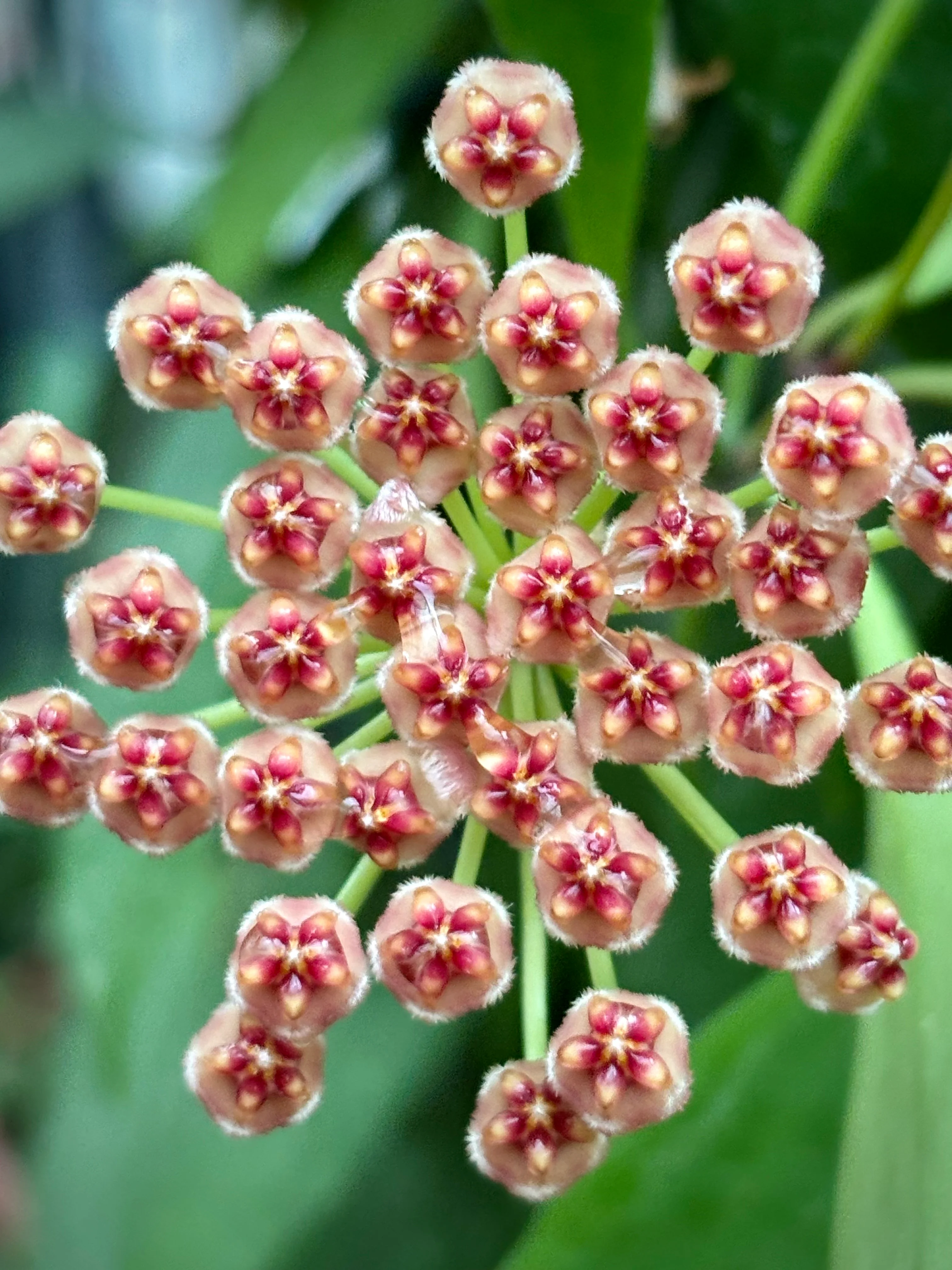 Hoya inconspicua H184 - Image 10