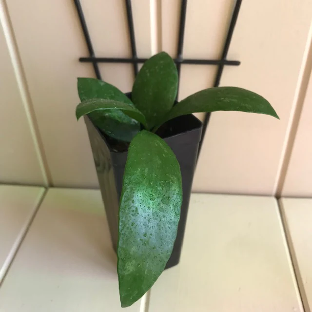 Hoya inconspicua H184 - Image 11