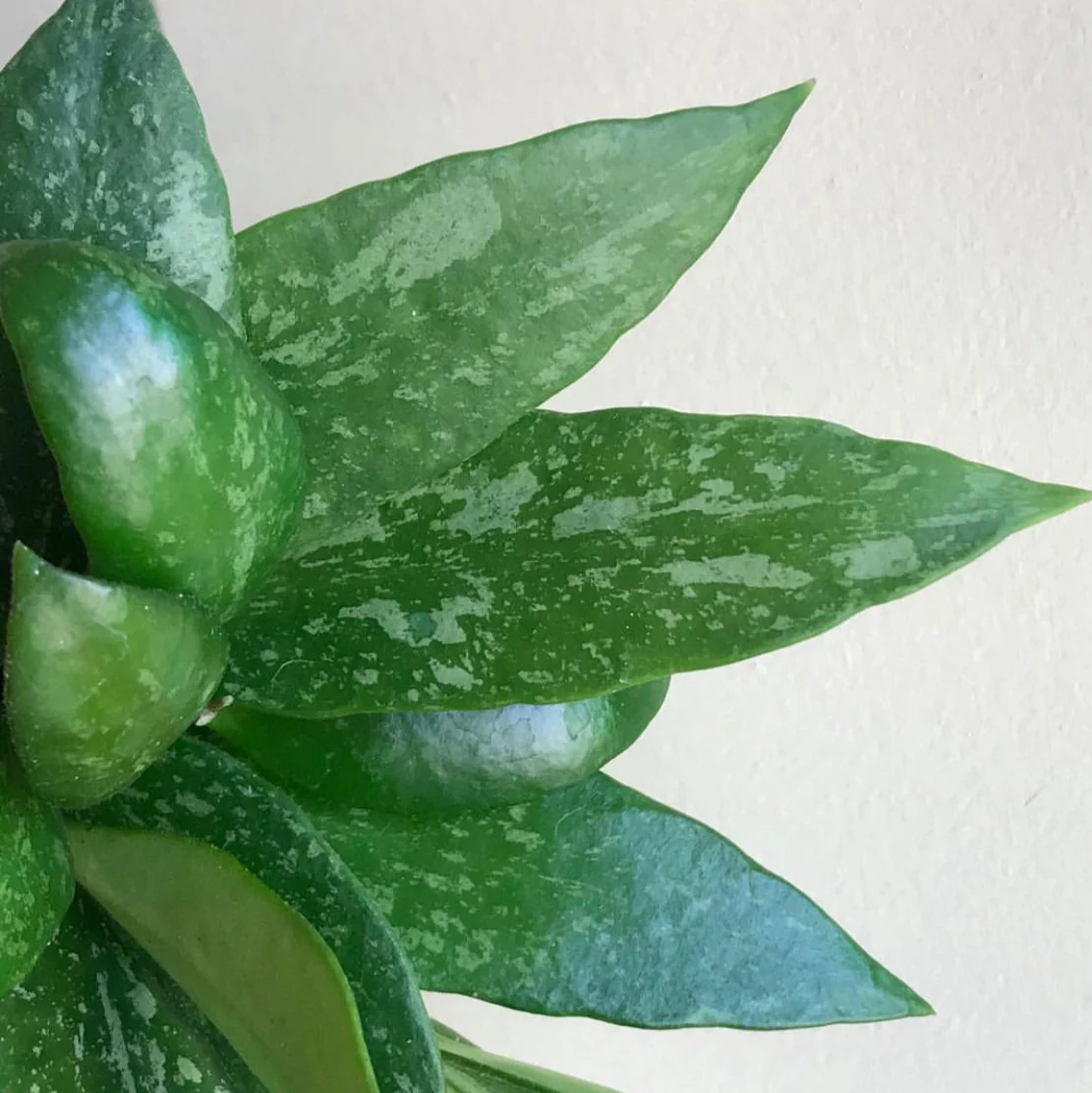 Hoya inconspicua H184 - Image 5