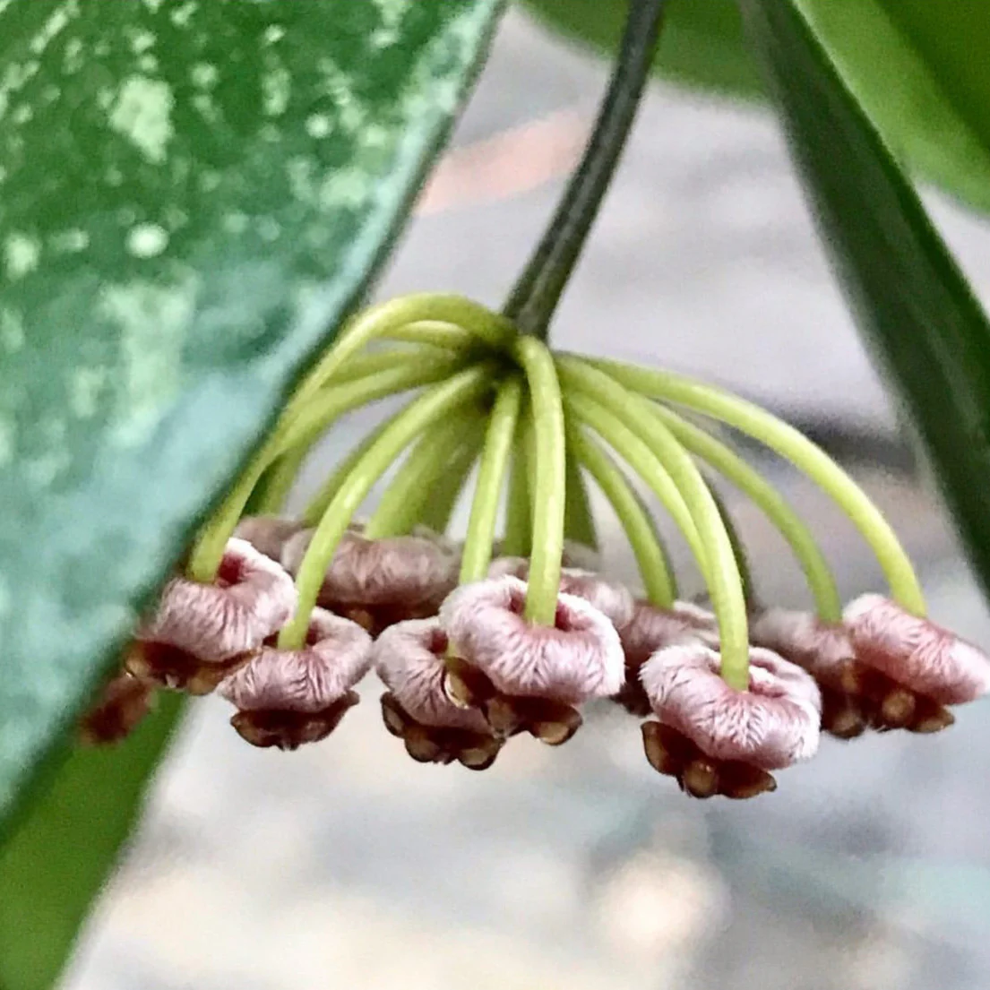 Hoya inconspicua H184 - Image 6