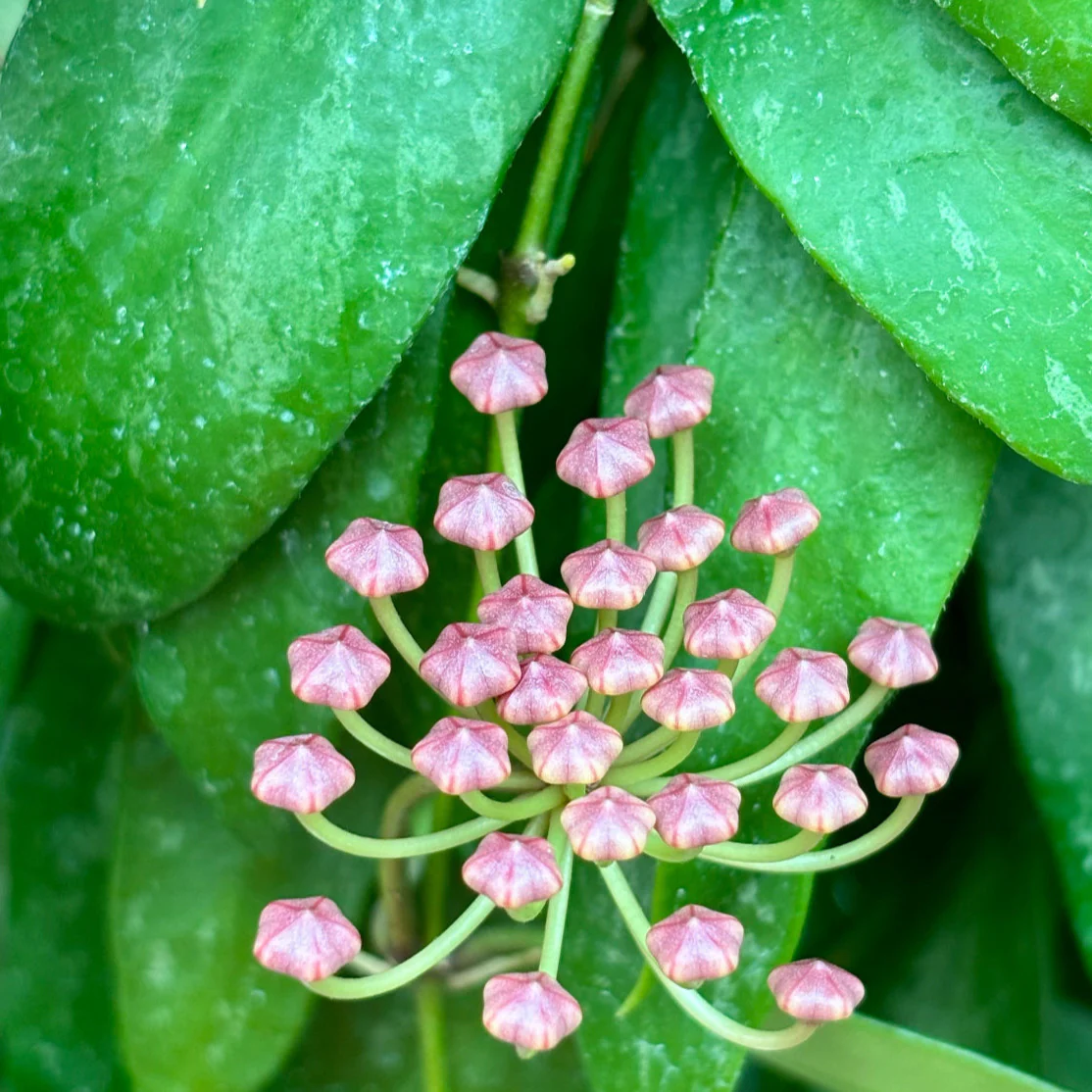 Hoya inconspicua H184 - Image 7