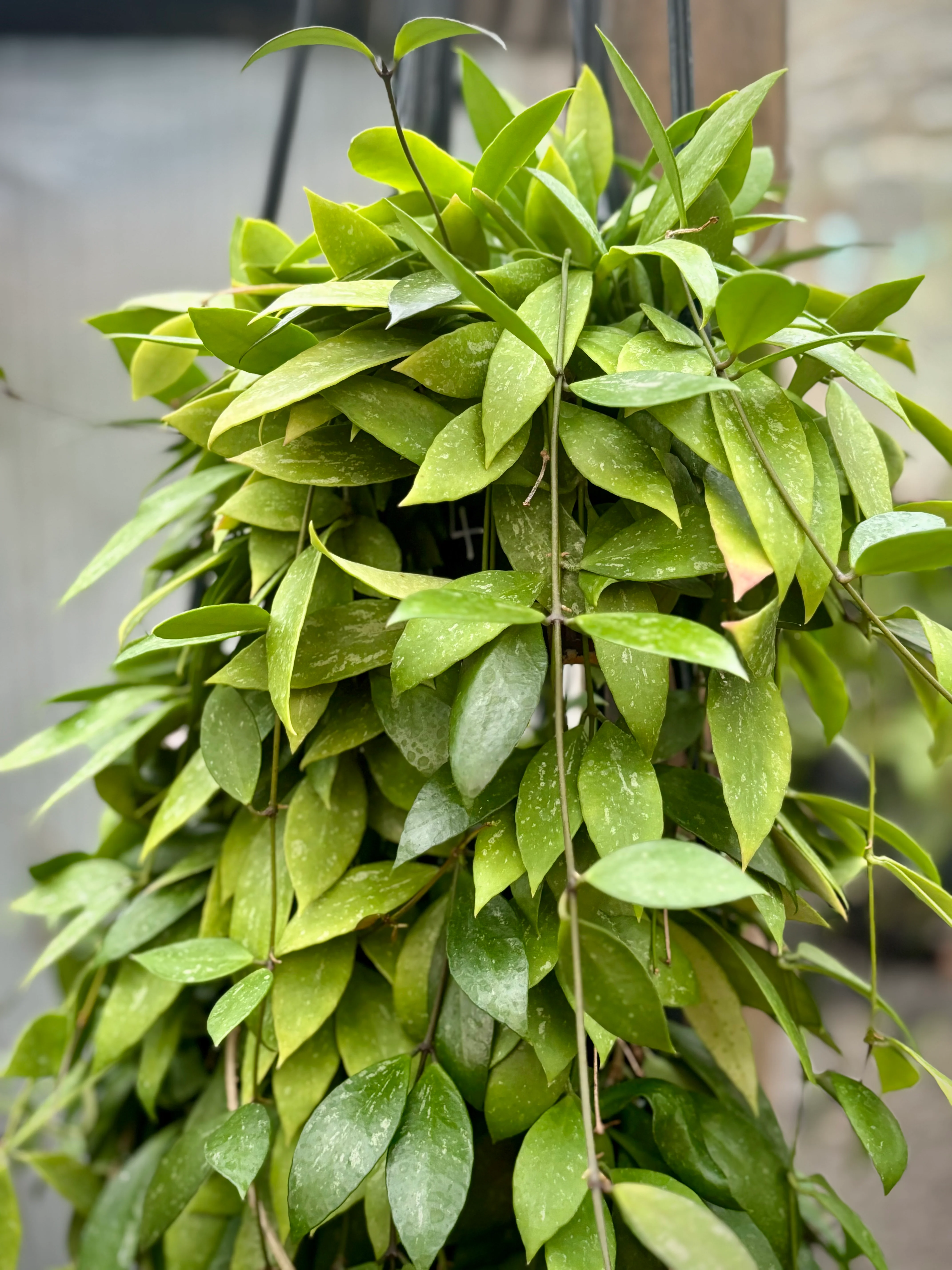 Hoya inconspicua H184 - Image 8