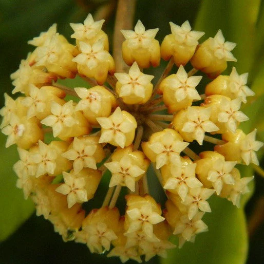 Hoya incrassata 'Moonshadow' H371 - Image 2