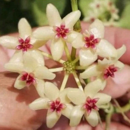 Hoya kastbergii H404 - Image 3